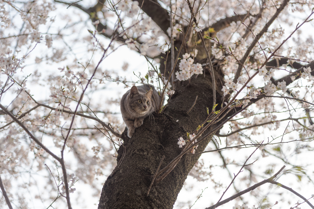 猫と桜