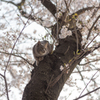 猫と桜