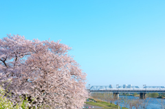 桜と新幹線