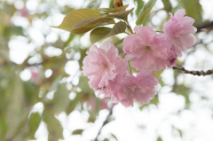 八重桜