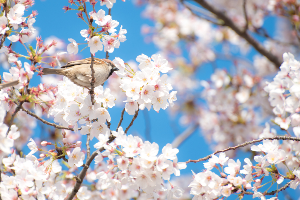 お花見雀
