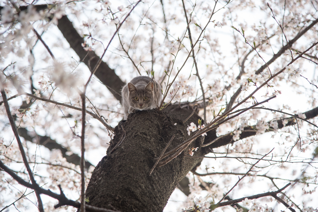 猫と桜２