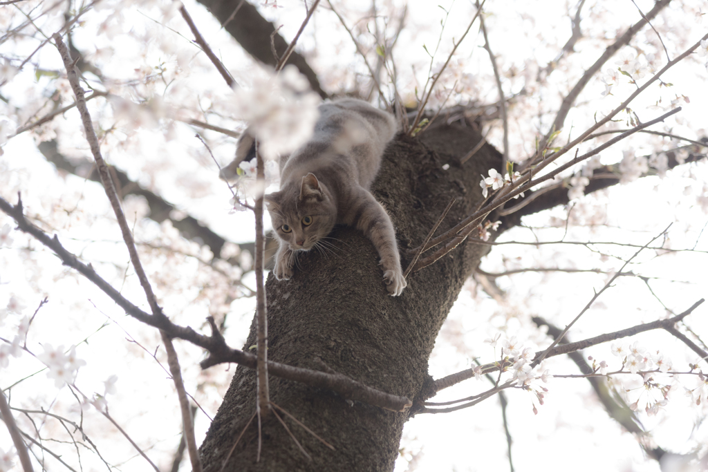 桜と猫