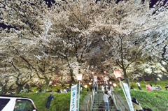 笠松競馬場前の桜