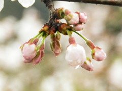 雨と桜