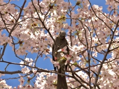 鳥と桜