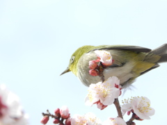 メジロと梅