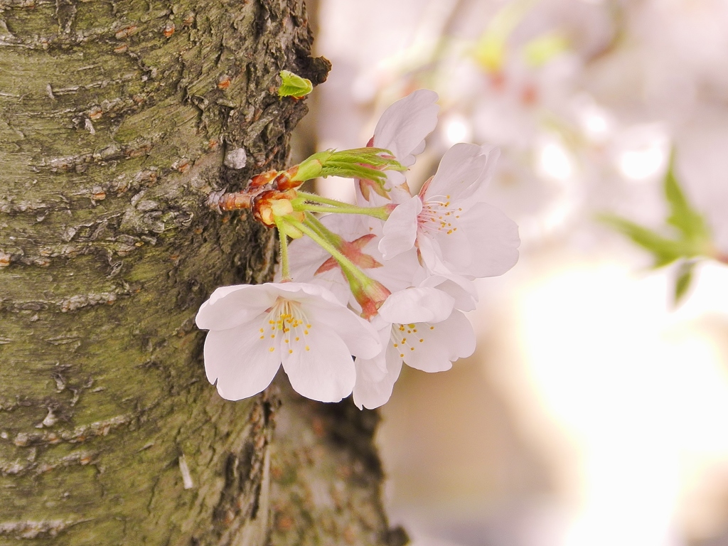 桜