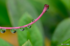 つつじの蕊と水滴