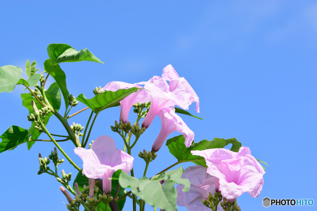 キダチアサガオ