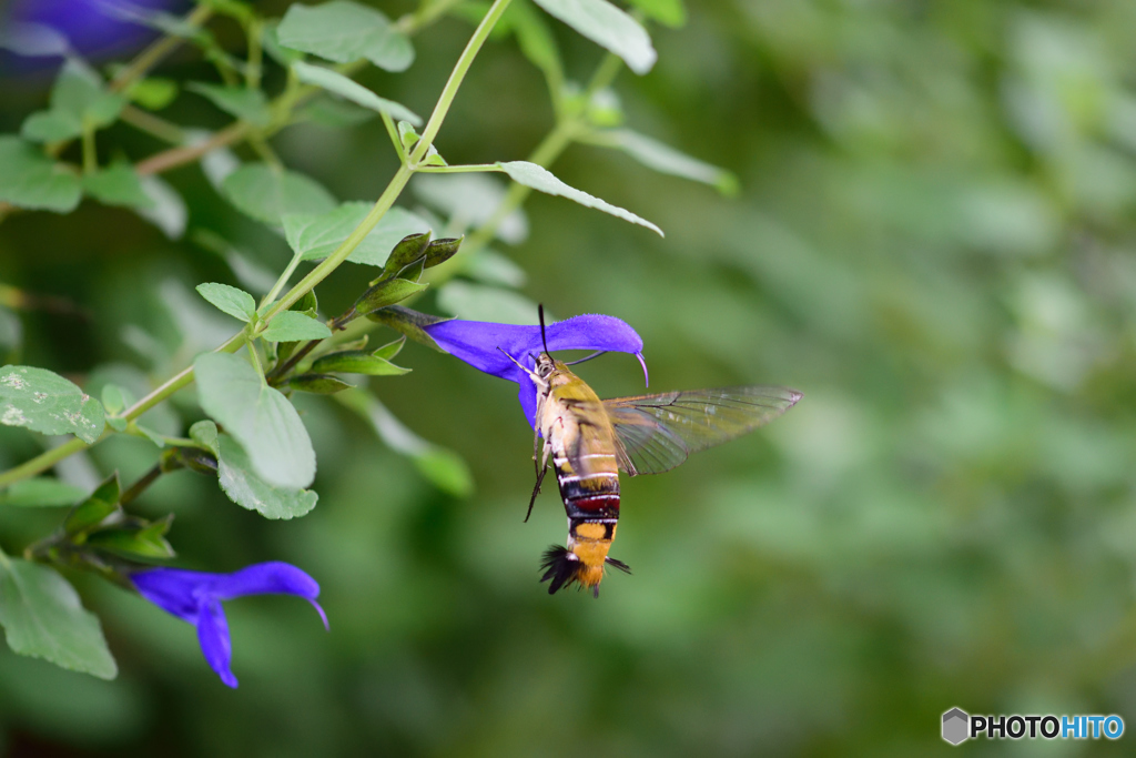 これでも蛾です