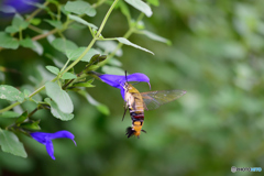 これでも蛾です