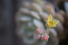 サボテンの花