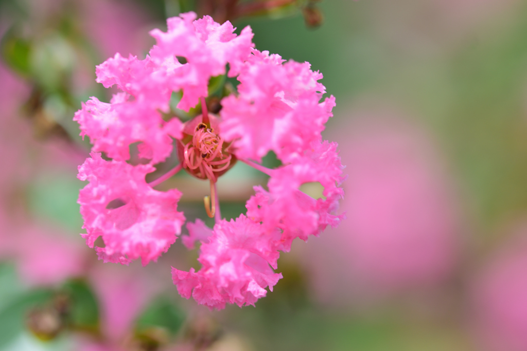 サルは滑りません