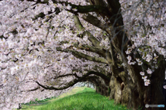 桜トンネル