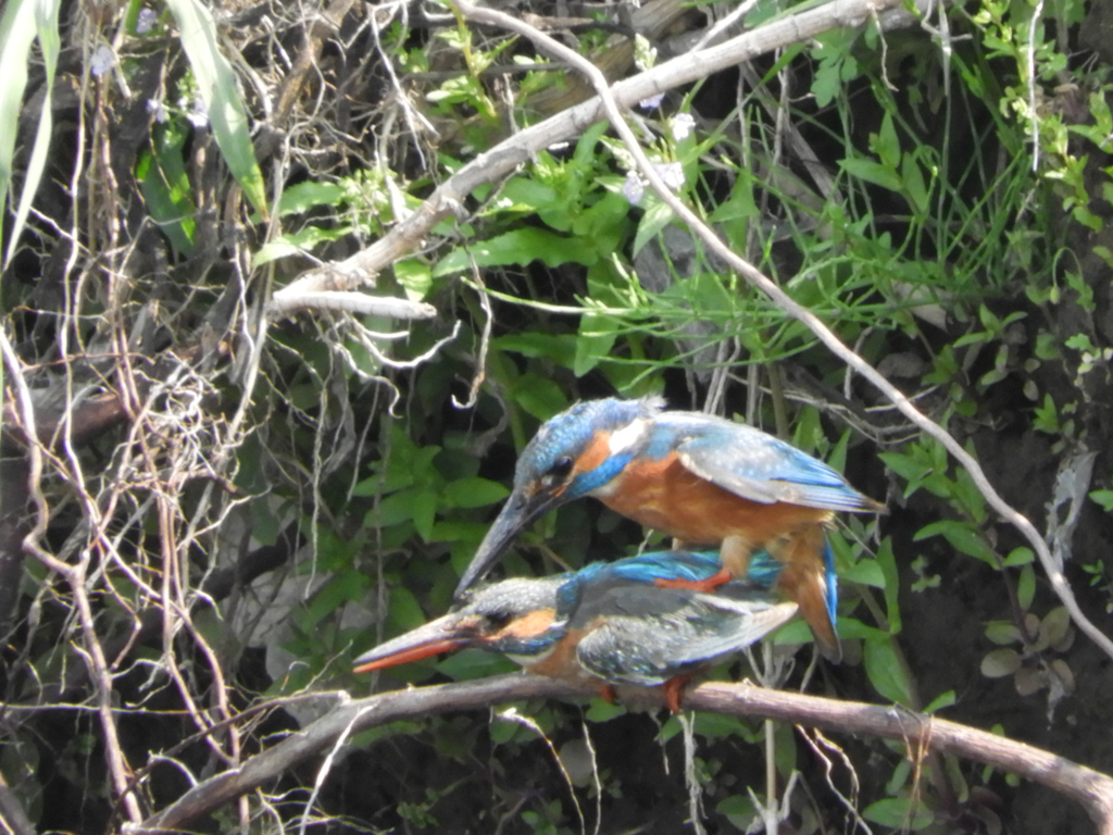 子づくり_もう一度