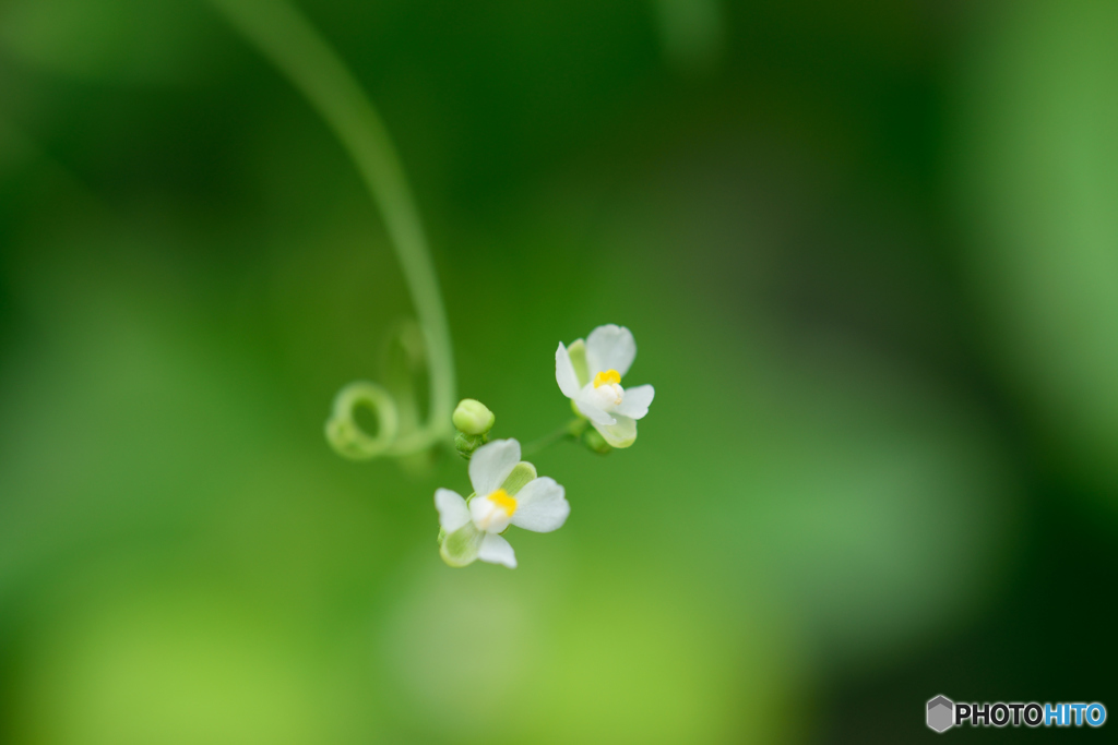 フウセンカズラ