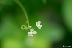 フウセンカズラ