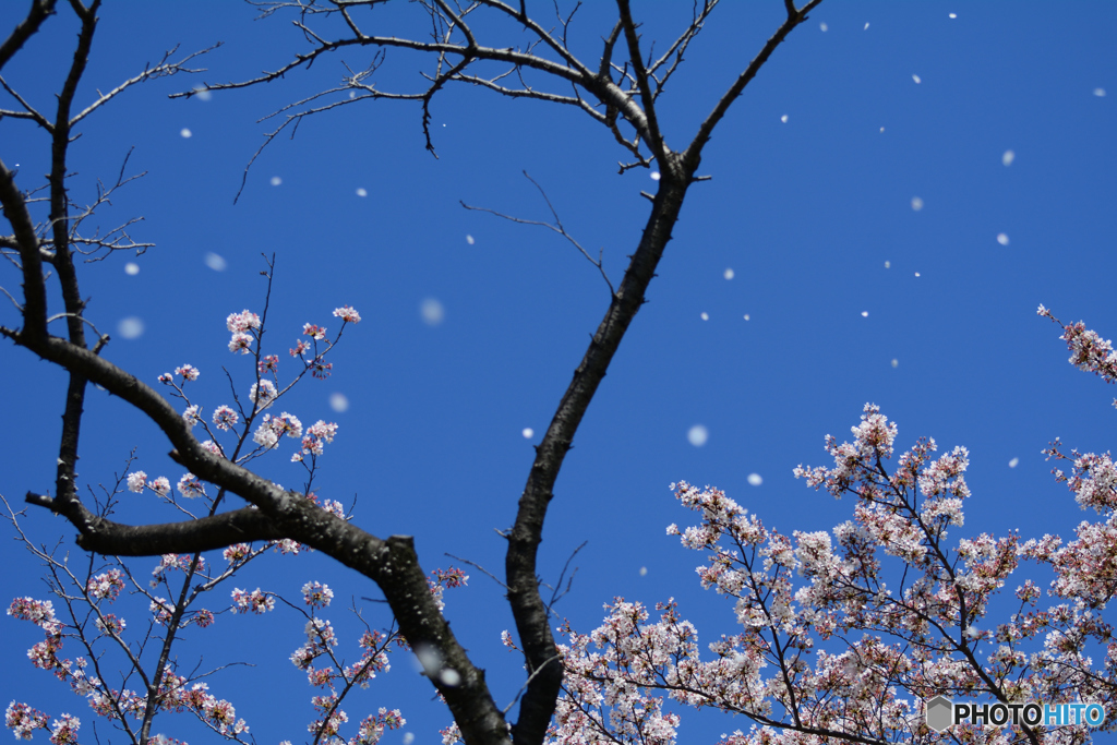 桜舞う