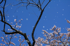 桜舞う