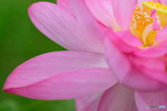 ピンクの花びら
