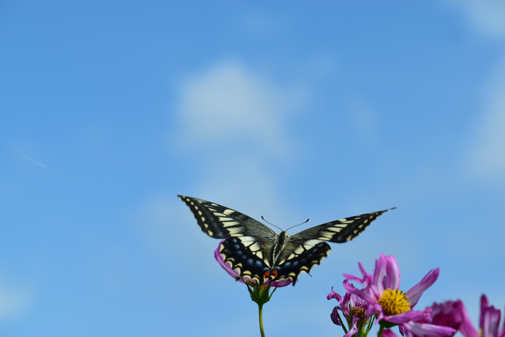 花から花へ