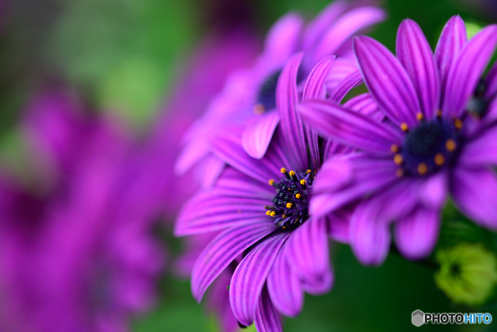 オステオスペルマム