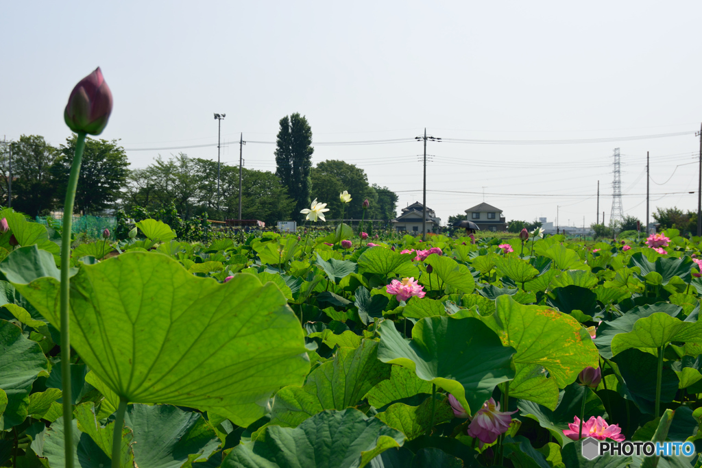 蓮、咲き誇る