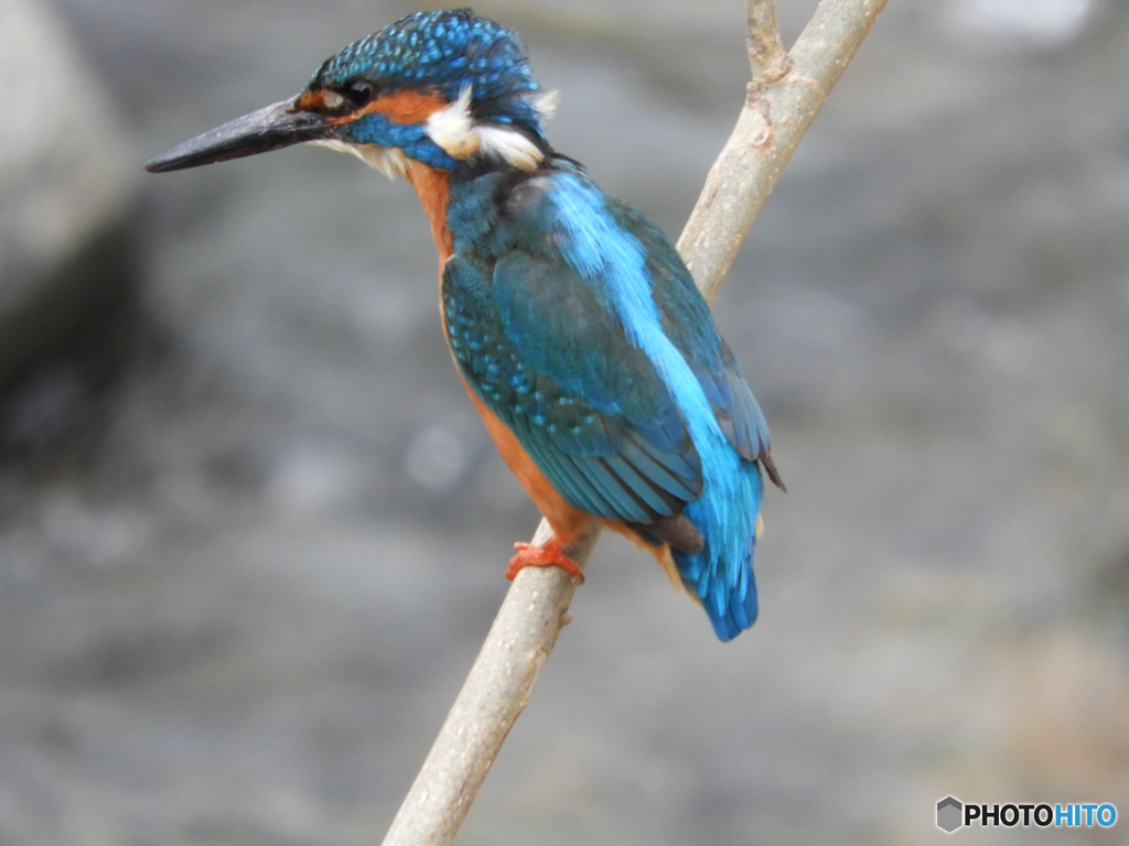 コンデジ買っちゃいました_2