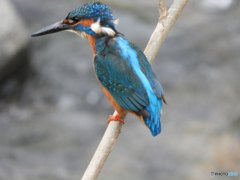 コンデジ買っちゃいました_2