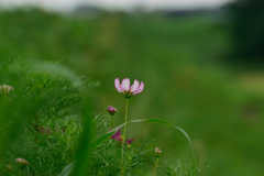 土手のコスモス