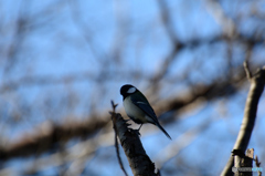 シジュウカラ