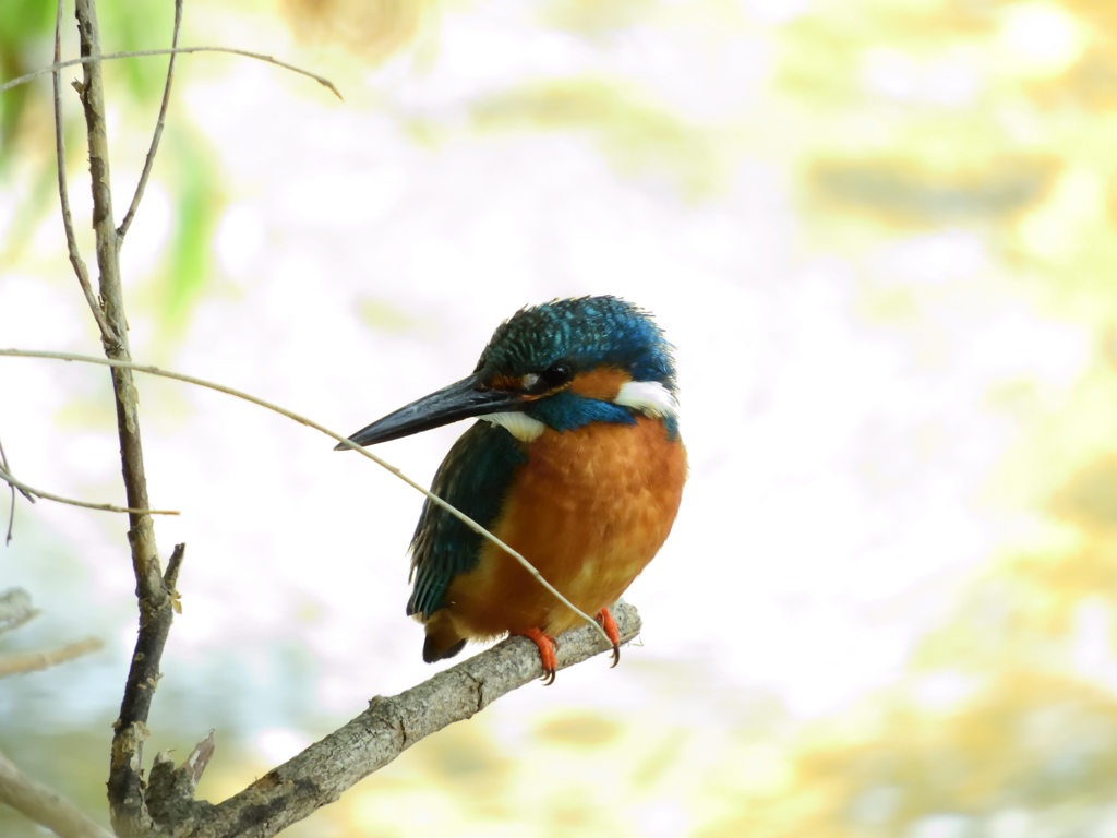 カワちゃん_0603