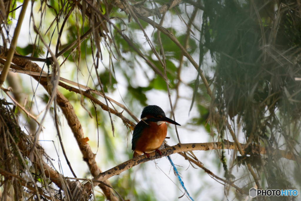 カワちゃん_1102