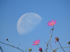 有明の月