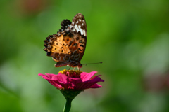 ヒョウ柄が似合うのはおかんだけではありません
