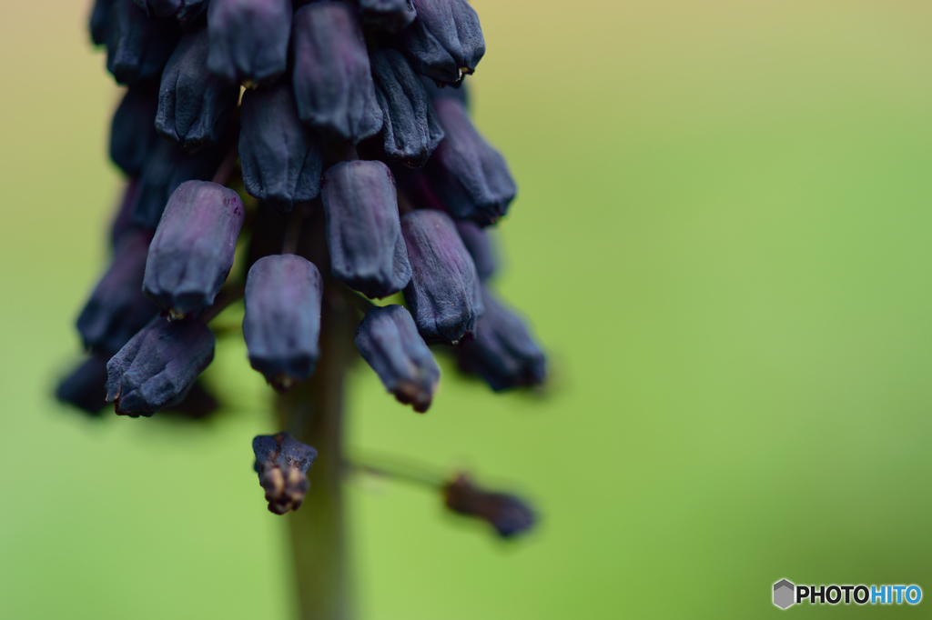 ムスカリ濃いめ