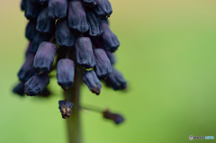 ムスカリ濃いめ