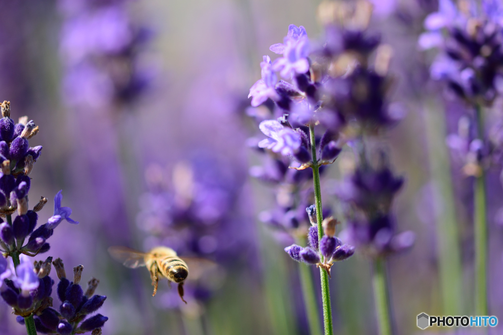 未知なる味を求めて