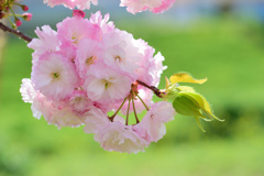 八重の桜