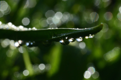 雨上がりに_滴2