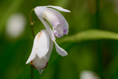 白い紫蘭