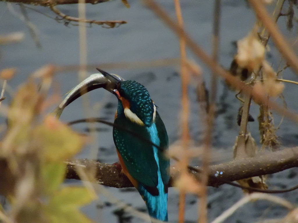 東林橋たもとにて