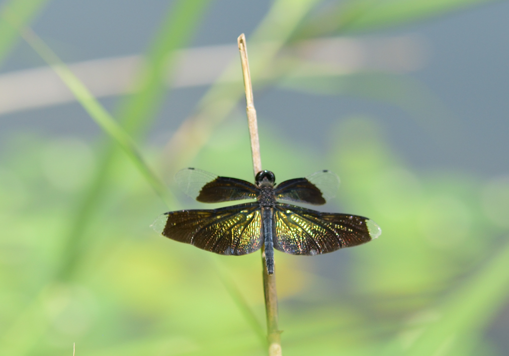 チョウトンボ♀