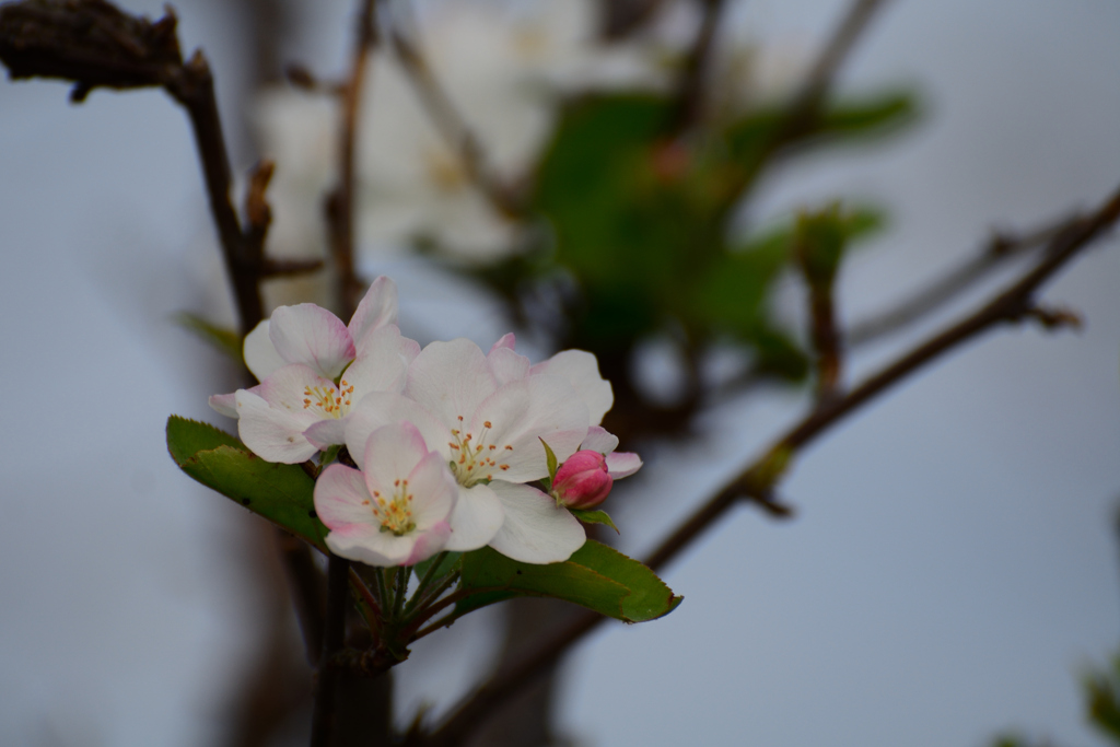 姫リンゴの花