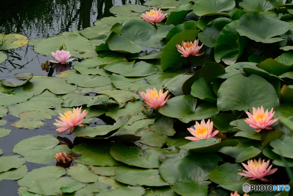 ホタル池の睡蓮