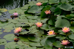 ホタル池の睡蓮