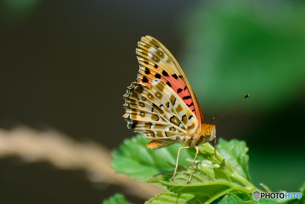 ミドリヒョウモン