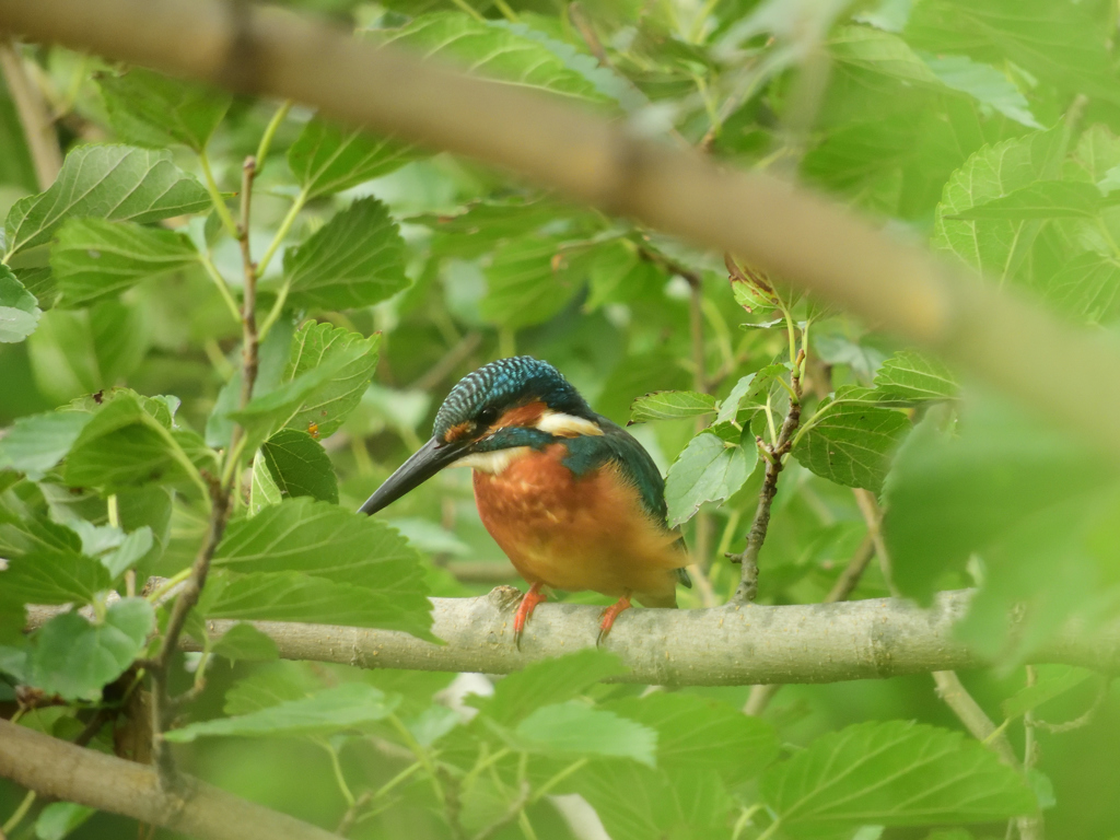 草むらの中から