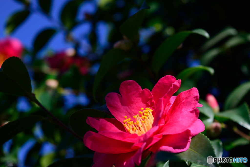 山茶花